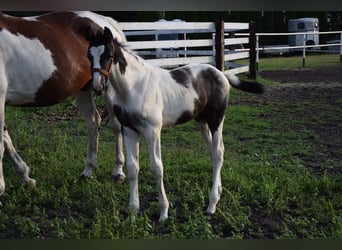 Pools warmbloed, Hengst, veulen (06/2024), 170 cm, Gevlekt-paard