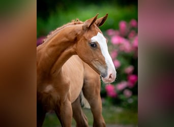 Pools warmbloed, Hengst, Veulen (04/2025)