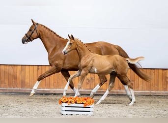 Pools warmbloed, Hengst, Veulen (04/2025)