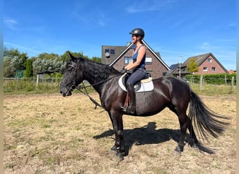 Pools warmbloed, Merrie, 10 Jaar, 161 cm, Zwartbruin
