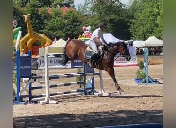 Polnisches Warmblut, Stute, 11 Jahre, 165 cm, Brauner