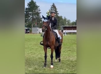 Pools warmbloed, Merrie, 12 Jaar, 165 cm, Bruin