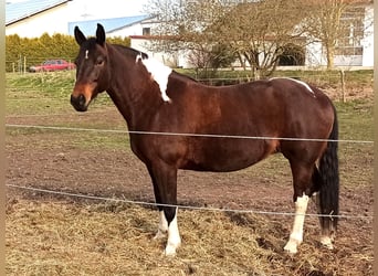 Pools warmbloed, Merrie, 12 Jaar, 168 cm, Gevlekt-paard