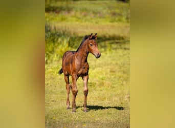 Pools warmbloed, Merrie, 14 Jaar, 168 cm, Vos