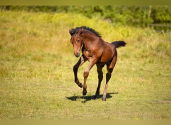 Pools warmbloed, Merrie, 14 Jaar, 168 cm, Vos