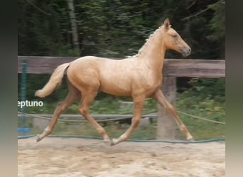 Pools warmbloed, Merrie, 1 Jaar, 168 cm, Palomino