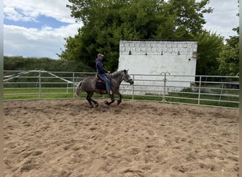 Pools warmbloed Mix, Merrie, 3 Jaar, 155 cm, Appelschimmel