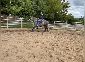 Pools warmbloed Mix, Merrie, 3 Jaar, 155 cm, Appelschimmel