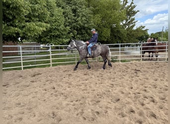 Pools warmbloed Mix, Merrie, 3 Jaar, 155 cm, Appelschimmel