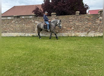 Pools warmbloed Mix, Merrie, 3 Jaar, 155 cm, Appelschimmel