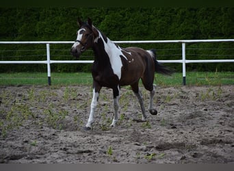 Pools warmbloed, Merrie, 3 Jaar, 157 cm, Gevlekt-paard