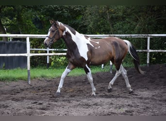 Pools warmbloed, Merrie, 3 Jaar, 157 cm, Gevlekt-paard