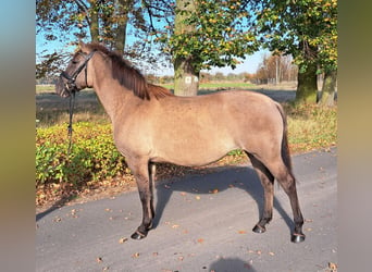 Pools warmbloed Mix, Merrie, 3 Jaar, 162 cm, Falbe