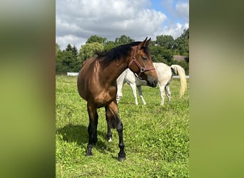 Pools warmbloed, Merrie, 3 Jaar, 165 cm, Bruin