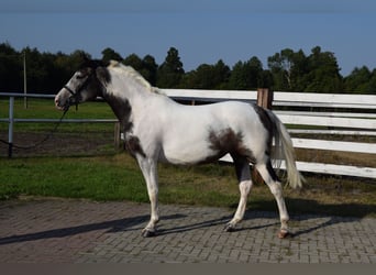 Polnisches Warmblut, Stute, 4 Jahre, 163 cm, Schecke