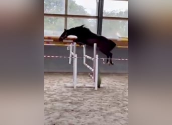 Pools warmbloed, Merrie, 4 Jaar, 165 cm, Donkerbruin