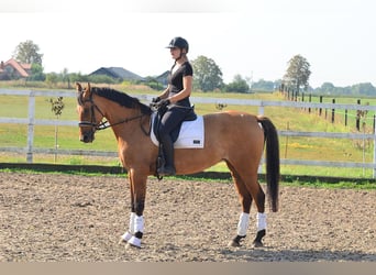 Pools warmbloed, Merrie, 4 Jaar, 167 cm, Lichtbruin