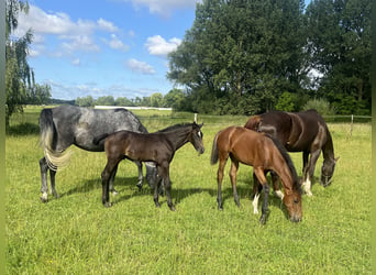 Pools warmbloed, Merrie, 4 Jaar, 167 cm, Schimmel