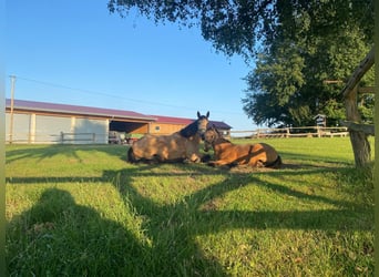 Pools warmbloed, Merrie, 5 Jaar, 160 cm, Falbe