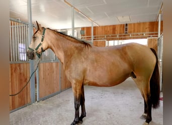 Pools warmbloed, Merrie, 5 Jaar, 160 cm, Falbe