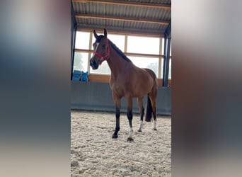 Pools warmbloed, Merrie, 5 Jaar, 165 cm, Bruin