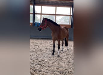 Pools warmbloed, Merrie, 5 Jaar, 165 cm, Bruin