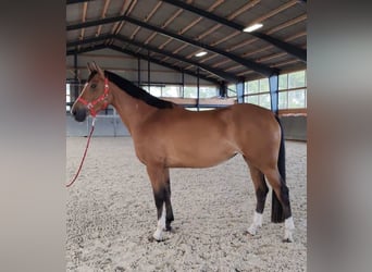 Pools warmbloed, Merrie, 5 Jaar, 165 cm