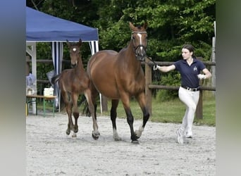 Pools warmbloed, Merrie, 5 Jaar, 165 cm