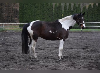 Pools warmbloed, Merrie, 5 Jaar, 167 cm, Gevlekt-paard