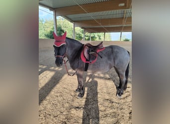 Pools warmbloed, Merrie, 6 Jaar, 145 cm, Blauwschimmel