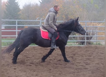 Pools warmbloed Mix, Merrie, 6 Jaar, 153 cm, Zwart