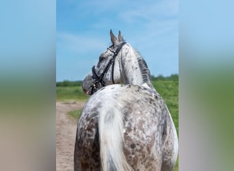 Pools warmbloed, Merrie, 6 Jaar, 160 cm