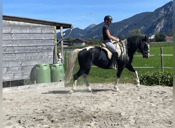 Pools warmbloed, Merrie, 6 Jaar, 165 cm, Gevlekt-paard