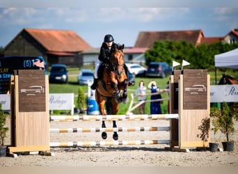 Pools warmbloed, Merrie, 7 Jaar, 172 cm, Roodbruin