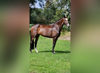 Pools warmbloed, Merrie, 8 Jaar, 170 cm, Brauner