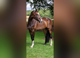 Pools warmbloed, Merrie, 8 Jaar, 170 cm, Brauner