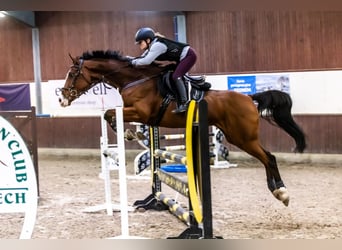 Pools warmbloed, Merrie, 8 Jaar, 172 cm, Bruin
