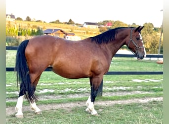 Pools warmbloed, Merrie, 9 Jaar, 170 cm, Bruin