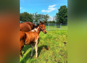 Pools warmbloed Mix, Merrie, veulen (05/2024), 155 cm, Gevlekt-paard