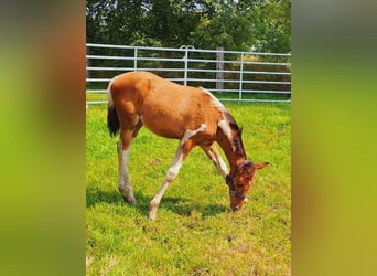 Pools warmbloed Mix, Merrie, veulen (05/2024), 155 cm, Gevlekt-paard