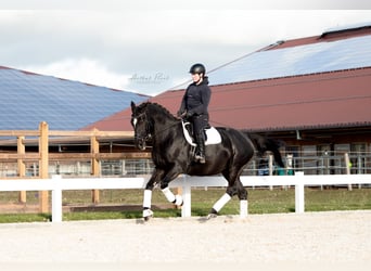 Pools warmbloed, Ruin, 10 Jaar, 167 cm, Zwart