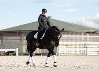Pools warmbloed, Ruin, 10 Jaar, 167 cm, Zwart