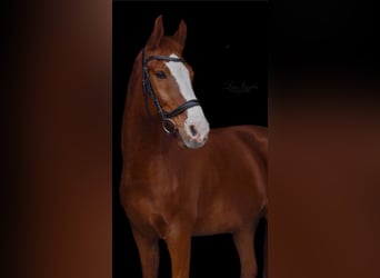 Pools warmbloed, Ruin, 14 Jaar, 170 cm, Vos