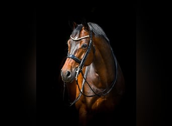 Pools warmbloed, Ruin, 15 Jaar, 175 cm, Donkerbruin