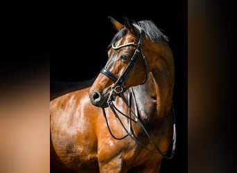 Pools warmbloed, Ruin, 15 Jaar, 175 cm, Donkerbruin