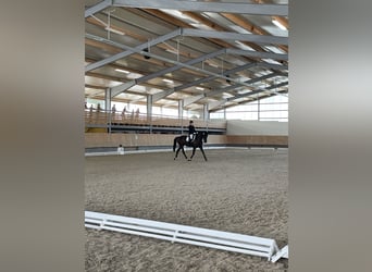 Pools warmbloed Mix, Ruin, 16 Jaar, 174 cm, Zwart