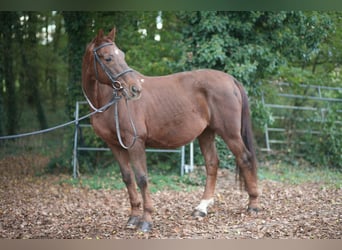 Pools warmbloed, Ruin, 23 Jaar, 165 cm, Donkere-vos