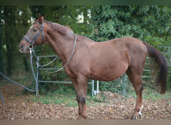 Pools warmbloed, Ruin, 24 Jaar, 165 cm, Donkere-vos