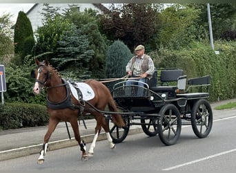 Pools warmbloed, Ruin, 3 Jaar, 162 cm, Vos