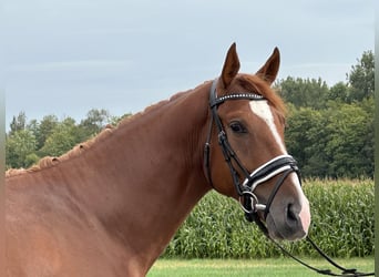 Pools warmbloed, Ruin, 3 Jaar, 162 cm, Vos